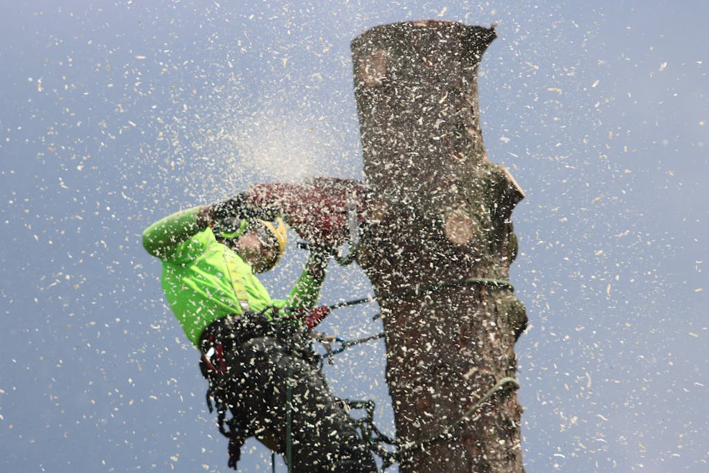 Arborist climbs tree to cut a trunk with a chainsaw, showcasing safety gear and sawdust.