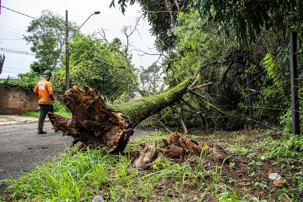 Worker clearing fallen tree on street after storm in Londrina, Brazil.
